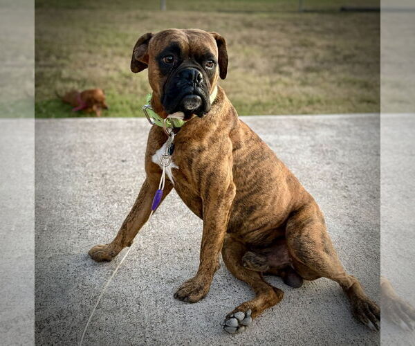Medium Photo #2 Boxer Puppy For Sale in Dumont, NJ, USA