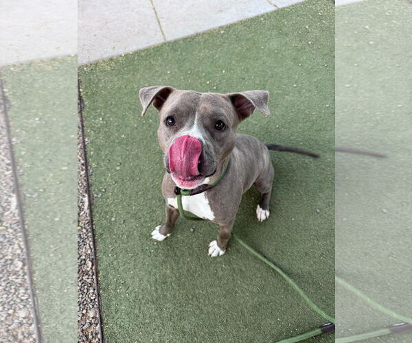 Medium Photo #2 American Pit Bull Terrier-Unknown Mix Puppy For Sale in phoenix, AZ, USA
