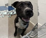 Small Boxer Mix