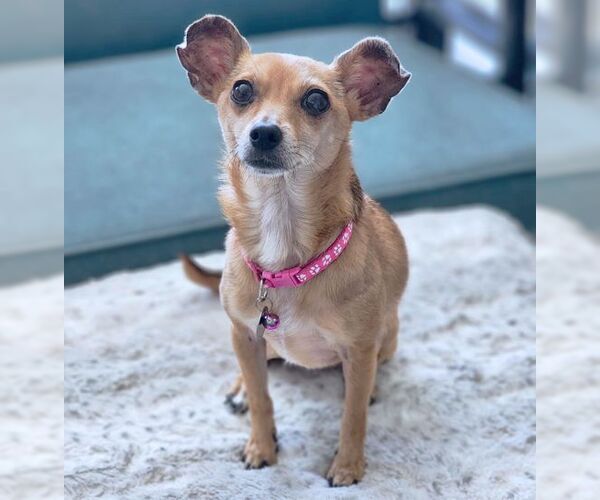 Medium Photo #7 Chihuahua Puppy For Sale in Tustin, CA, USA