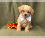 Small Photo #10 Morkie-Poodle (Miniature) Mix Puppy For Sale in LAKELAND, FL, USA
