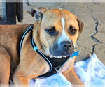 Small #4 Boxer Mix