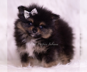 Medium Pomeranian