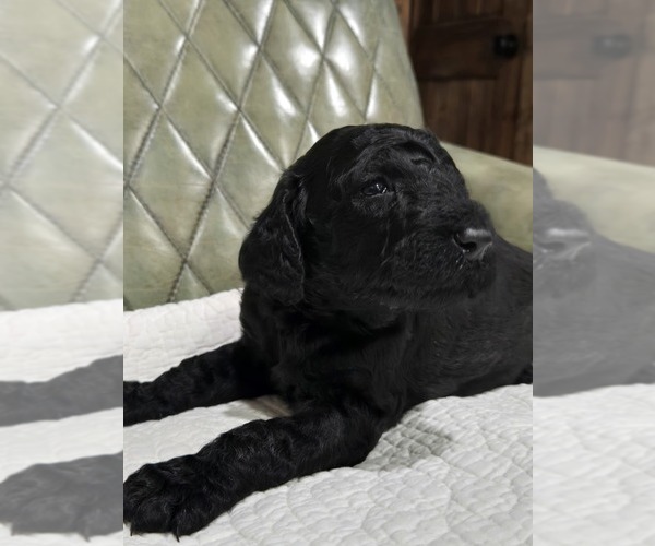 Medium Photo #9 Poodle (Standard) Puppy For Sale in CONROE, TX, USA