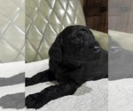 Small #3 Poodle (Standard)