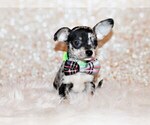 Puppy Hawk Chihuahua