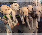 Small #11 Labrador Retriever