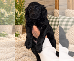 Litter of 9 - Male(s) and Female(s) Double DoodleLitter of Puppies for Sale - Photo #9