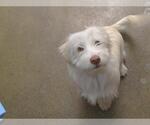 Small Cairn Terrier Mix