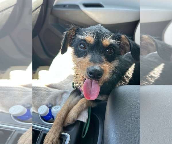 Medium Photo #8 Mutt Puppy For Sale in Corona, CA, USA