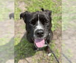 Small #1 American Pit Bull Terrier Mix