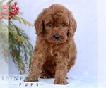Small #4 Goldendoodle (Miniature)