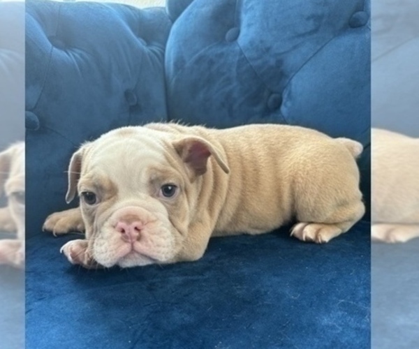 Medium Photo #1 English Bulldog Puppy For Sale in TUCSON, AZ, USA