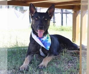 German Shepherd Dog Dogs for adoption in San Antonio, TX, USA
