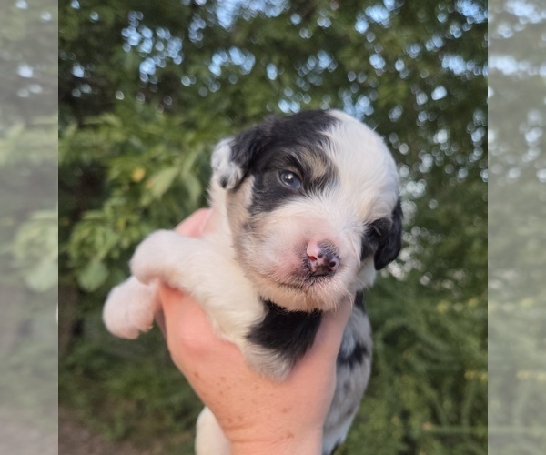 Medium Photo #5 Aussiedoodle Puppy For Sale in WILLS POINT, TX, USA