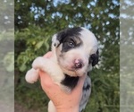 Small #4 Aussiedoodle