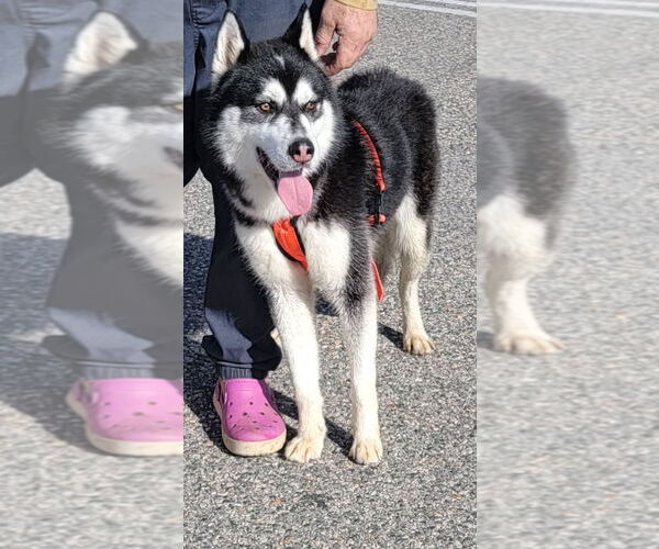 Medium Photo #10 Alusky Puppy For Sale in Pacific grove , CA, USA