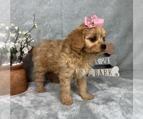 Medium Photo #6 Cavapoo (Standard) Puppy For Sale in GREENFIELD, IN, USA