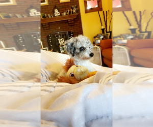 Father of the YorkiePoo puppies born on 04/24/2026