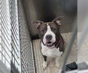 Tank - Male Mutt Dog for Adoption - Photo #2