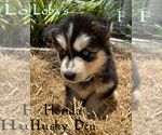 Small #1 Siberian Husky