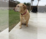 Small #2 Labrador Retriever Mix
