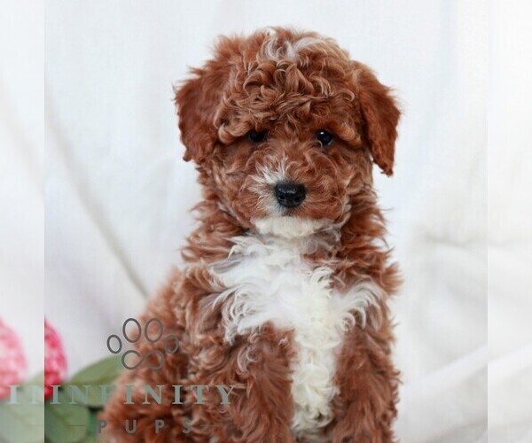 Medium Photo #4 Cavapoo (Miniature) Puppy For Sale in LITITZ, PA, USA