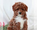 Small #3 Cavapoo (Miniature)