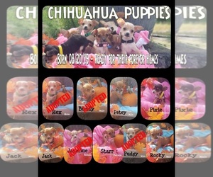 Chihuahua Puppy for sale in CONIMICUT, RI, USA