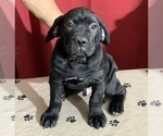 Small Photo #18 Cane Corso Puppy For Sale in COTTAGE GROVE, OR, USA