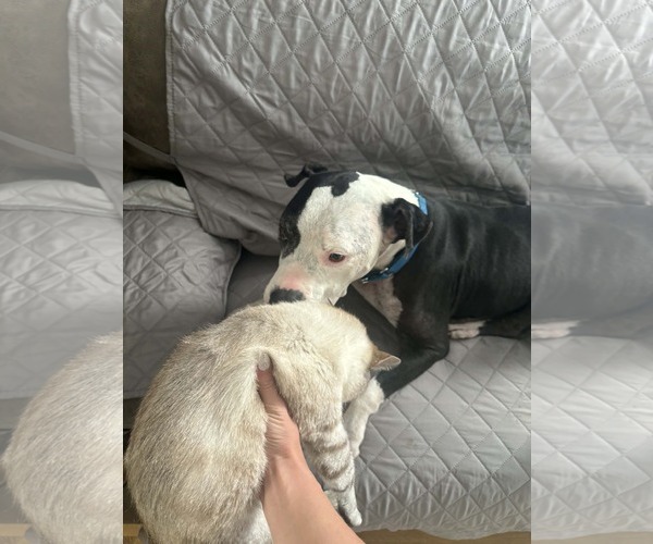 Medium Photo #4 American Pit Bull Terrier-Unknown Mix Puppy For Sale in Germantown, OH, USA