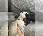 Small #3 American Pit Bull Terrier Mix