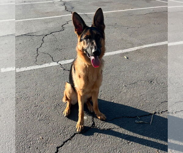 Medium Photo #2 German Shepherd Dog Puppy For Sale in W Hollywood, CA, USA