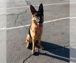 Small #1 German Shepherd Dog