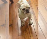 Small Photo #1 French Bulldog Puppy For Sale in WEEHAWKEN, NJ, USA