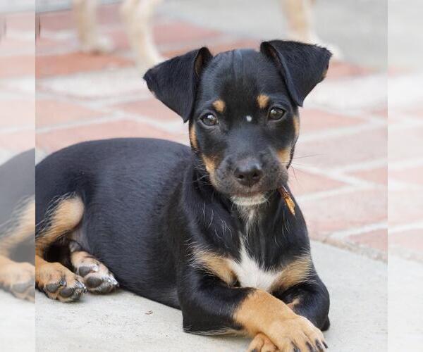 Medium Photo #9 Chihuahua-Colonial Cocker Spaniel Mix Puppy For Sale in San Diego, CA, USA
