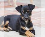 Small #8 Chihuahua-Colonial Cocker Spaniel Mix
