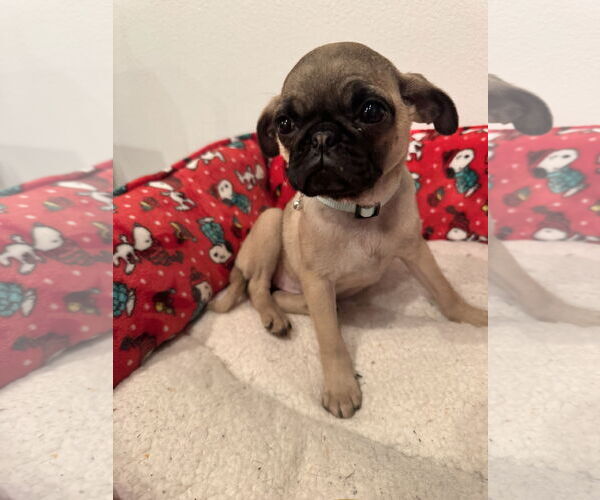 Medium Photo #1 Pug Puppy For Sale in Menifee, CA, USA