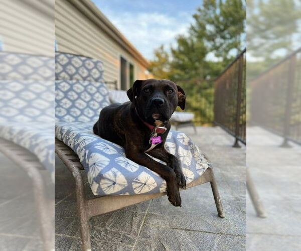 Medium Photo #2 Boxer-Unknown Mix Puppy For Sale in Euless, TX, USA