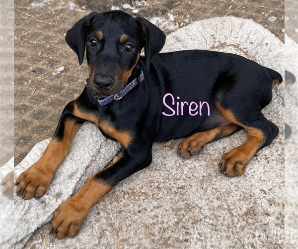 Medium Photo #1 Doberman Pinscher Puppy For Sale in RICHMOND, VA, USA