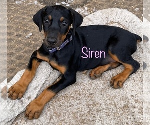 Doberman Pinscher Puppy for Sale in RICHMOND, Virginia USA