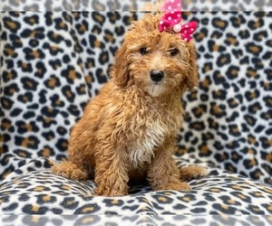 Goldendoodle (Miniature) Puppy for sale in LAKELAND, FL, USA