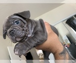 Small Photo #7 French Bulldog Puppy For Sale in CHULA VISTA, CA, USA