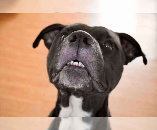 Medium Photo #4 American Staffordshire Terrier Puppy For Sale in Cromwell, KY, USA