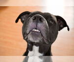 Small #3 American Staffordshire Terrier