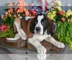 Puppy Vader Saint Bernard