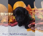 Puppy 4 Patterdale Terrier-Poodle (Miniature) Mix