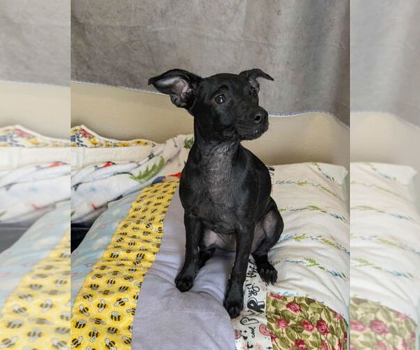 Medium Photo #7 Chihuahua-Unknown Mix Puppy For Sale in McKinney, TX, USA