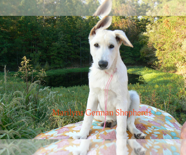 Medium Photo #3 German Shepherd Dog Puppy For Sale in PIEDMONT, MO, USA