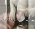 Small #2 American Bully